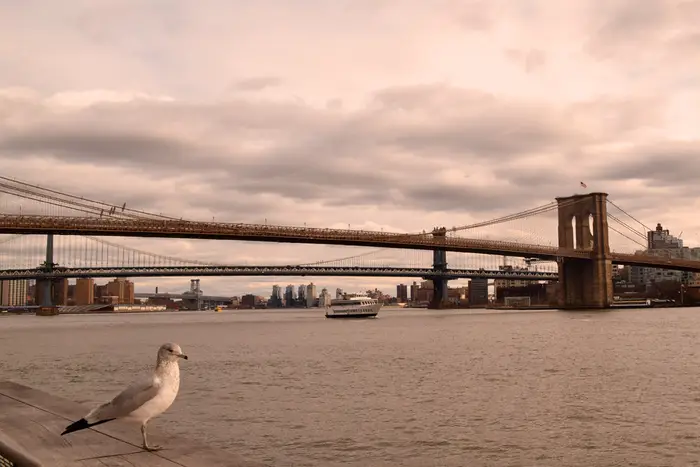A photo of Brooklyn Bridge with bird in foreground